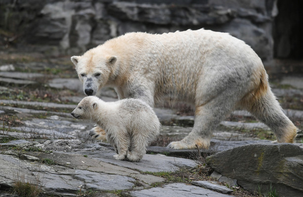 poll-do-you-think-zoos-are-cruel-the-daily-edge