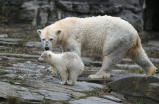 Poll: Do you think zoos are cruel?