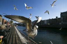 'Unprovoked attacks by a gang of feathered brutes': Dubliners cry foul over seagull aggression