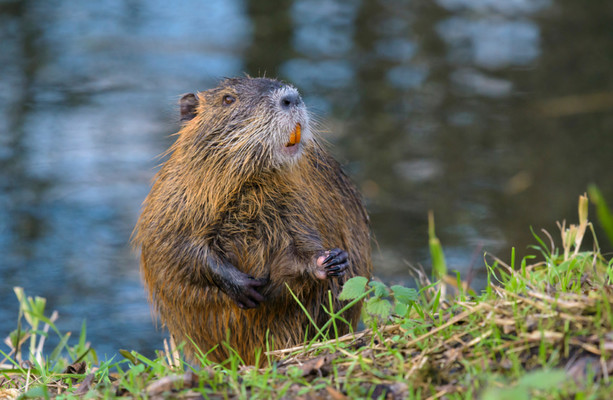 Report of invasive rodent species spotted along Royal Canal most likely ...