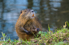 Report of invasive rodent species spotted along Royal Canal most likely case of 'mistaken identity'
