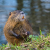Report of invasive rodent species spotted along Royal Canal most likely case of 'mistaken identity'