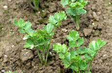From the Garden: What is the difference between celery and celeriac?