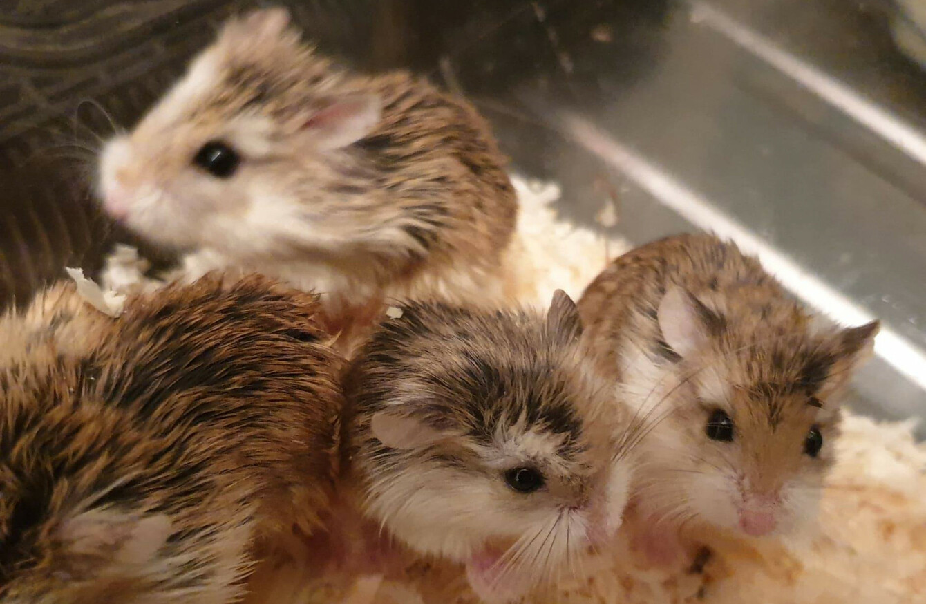 Disgusted At This Callous Act Seven Baby Hamsters Dumped Outside Newry Pet Shop