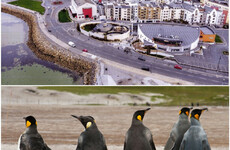Appeal lodged after council rejects plan for a penguinarium in Galway