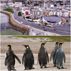 Appeal lodged after council rejects plan for a penguinarium in Galway