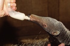 It's Friday, so here's some anteaters from around the world