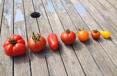 From the Garden: 'Growing tomatoes is a hobby that became an obsession and then spiralled out of control into a mania'
