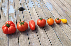 From the Garden: 'Growing tomatoes is a hobby that became an obsession and then spiralled out of control into a mania'