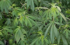 130 cannabis plants seized after gardaí discover grow house in Louth