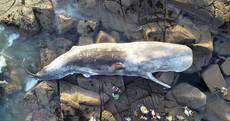 'A little unusual but nothing sinister': 40 foot sperm whale carcass washes ashore in Co Galway