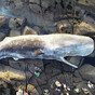 'A little unusual but nothing sinister': 40 foot sperm whale carcass washes ashore in Co Galway