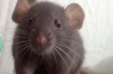 Exterminators warn of rodent increase as winter approaches