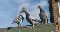 'Keeping pigeons keeps me out of the pub': The pigeon fancier trying to revive the past-time