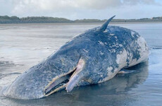 Activists say latest case of whale washing ashore on west coast of Ireland is a 'concern'