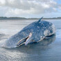 Activists say latest case of whale washing ashore on west coast of Ireland is a 'concern'