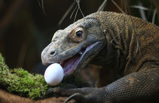 Indonesian Island could be closed to prevent Komodo dragon smuggling