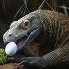 Indonesian Island could be closed to prevent Komodo dragon smuggling