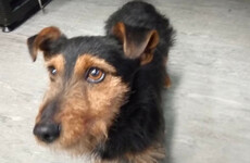 'Incredible journey': Owner of 'Hamish' the rail-riding dog comes forward