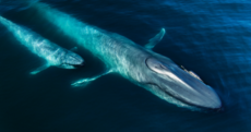 These stunning images from Netflix's Our Planet took four years to capture
