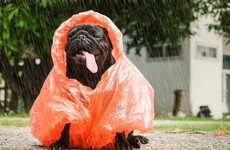 Rainfall amounts to be above normal in coming days