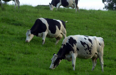 Poll: Should teenagers be encouraged to reduce meat intake as part of their schooling?