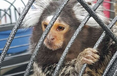 Gardaí seize guns, drugs and George the monkey during gangland searches in Dublin