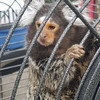 Gardaí seize guns, drugs and George the monkey during gangland searches in Dublin