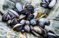 Government finally wins battle to allow NI boats to fish along Ireland's coasts - so what does it mean?