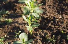 From the Garden: How to grow broadbeans? Start by avoiding cheap compost