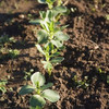 From the Garden: How to grow broadbeans? Start by avoiding cheap compost