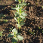 From the Garden: How to grow broadbeans? Start by avoiding cheap compost