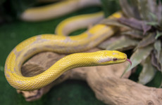 One snake dies after fire at National Reptile Zoo in Kilkenny