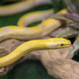 One snake dies after fire at National Reptile Zoo in Kilkenny
