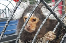 Three people released from custody after gardaí seized guns, drugs and a monkey in Dublin