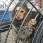 Three people released from custody after gardaí seized guns, drugs and a monkey in Dublin