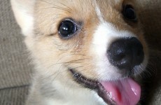 Italians smack down proposed "cat and dog tax"