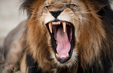 Poacher killed by elephant then eaten by lions in South Africa