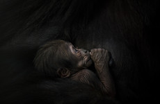 'It's about being respectful... then the intimacy happens': The story behind those baby gorilla photos