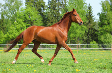 Owner of thoroughbred horse sues Galway County Council over alleged seizure and slaughter