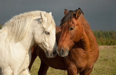 Over 6,500 horses were slaughtered in Ireland for human consumption last year