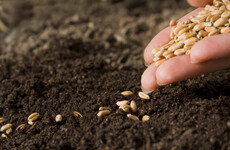 From the Garden: 'It seems an opportune time to write about sowing seeds in module trays'