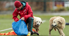 Munster underdogs again but feel they're 'a different animal' for Saracens clash
