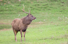 Pet stag kills man and critically injures woman in Australia