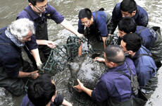 World's rarest turtle almost extinct as final known female dies after 'last-ditch insemination'