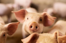 Pig brains partially revived hours after animals died