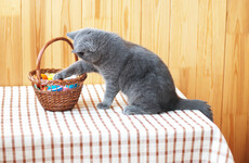 Pet owners urged be wary over Easter as experts warn of poisoning risks