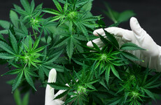 Two Lithuanian men due in court after raid of cannabis growhouse in Leitrim