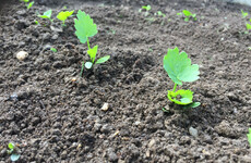 From the Garden: Learn how to really grow parsnips, earth up spuds and make wild garlic pesto