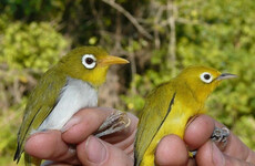 Wangi-wangi and Wakatobi: Two white eye bird species discovered by Trinity College team near Indonesia